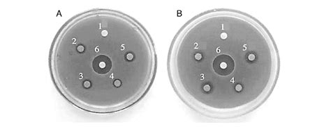 Inhibition Zones For Mr Saureus A And Saureus Atcc 25923 B 1 ñ