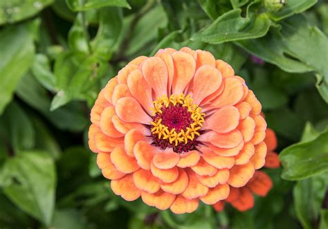 Zinnia Flor Planta Foto Gratis En Pixabay Pixabay