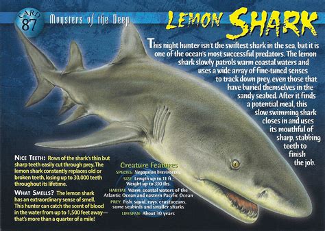 Lemon Shark | Wierd N'wild Creatures Wiki | FANDOM powered by Wikia