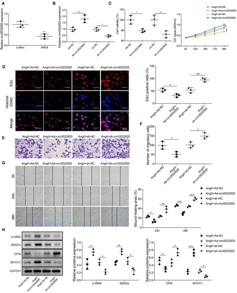 Circ 0022920 Maintains The Contractile Phenotype Of Human Aortic