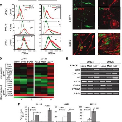 EGFR Expression Identifies GBM Subpopulations With Distinctive Gene