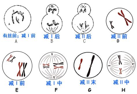 减数分裂与有性生殖过程中，这些知识你应该牢记！