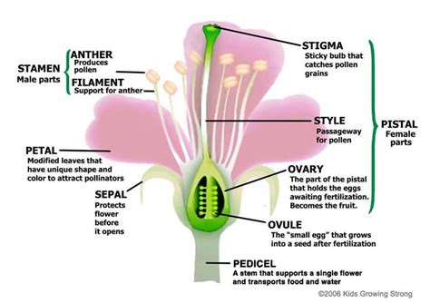 Function of Ovary in Flower - KareemcelMacdonald