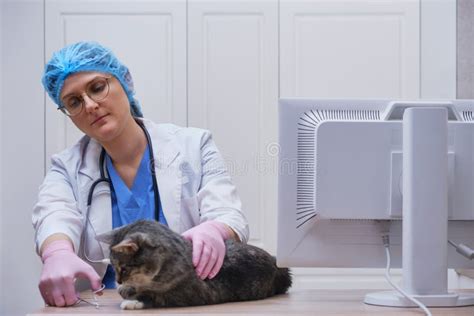 Cutting Claws on a Cat`s Paws by a Veterinarian on a Desk Vet Office ...