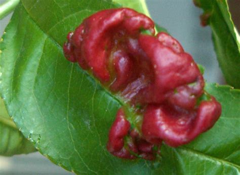 Peach Curly Leaf Treatment