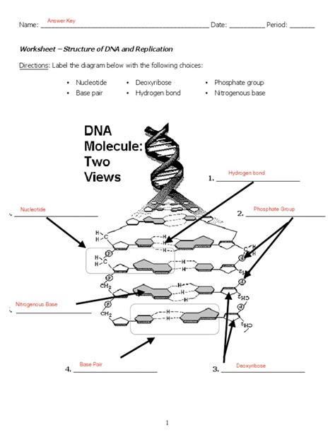 Worksheet Dna Structure And Replication Answer Key Pdf