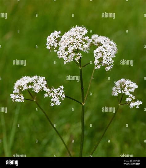 Baldrian Baldrianbluete Valeriana Officinalis Stock Photo Alamy