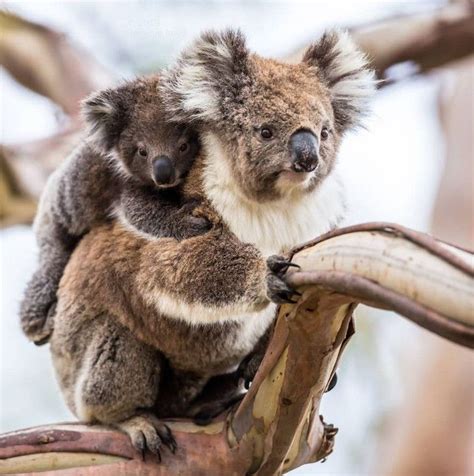 Two Koalas Sitting On Top Of A Tree Branch With Their Heads Touching