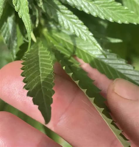 Cannabis Leaf Curl Causes And Solutions