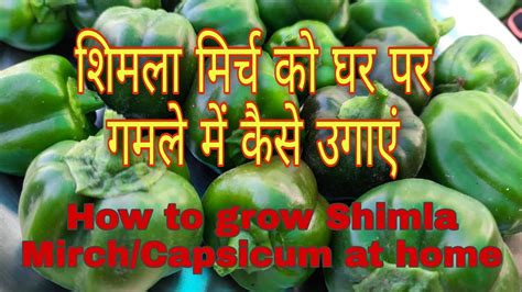 How To Grow Shimla Mirch Capsicum At Home In Containers शिमला मिर्च को गमले में उगाएं आसानी से