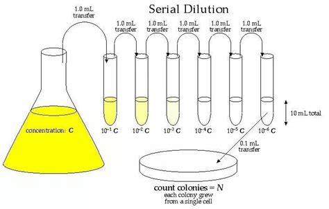 Colony Forming Unit Calculation