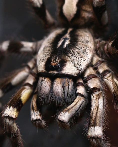 Darren on Instagram: “Female Poecilotheria regalis (Indian Ornamental ...