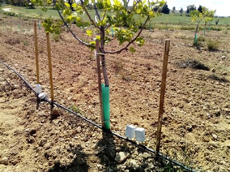 Cómo instalar un riego por goteo en una parcela