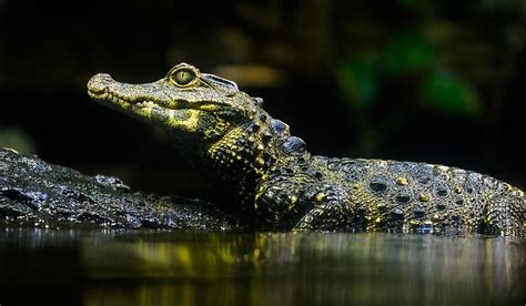 How Many Species Of Caimans Are There? - WorldAtlas