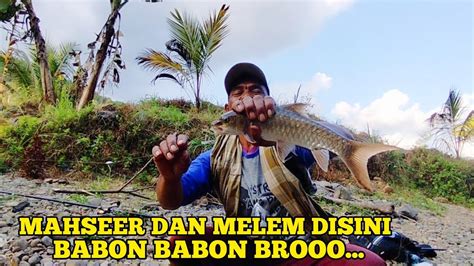 MANCING MELEM DAN MAHSEER PAKAI UMPAN LUMUT YouTube