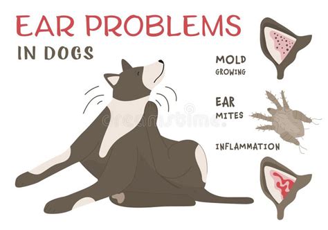 Common Ear Problems In Dogs Vector Illustration Stock Illustration