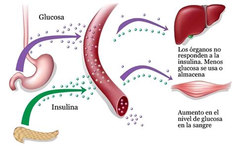 CÉLULAS BETA QUE PRODUCEN INSULINA PUEDEN VOLVER A NACER