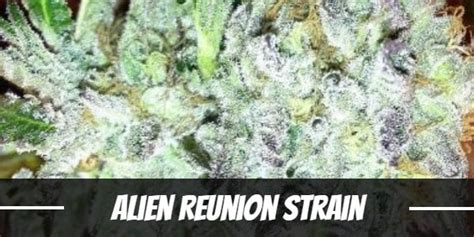 Alien Reunion Strain Information And Review