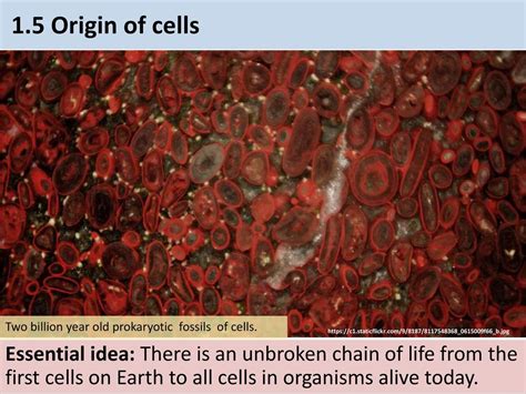 15 Origin Of Cells Two Billion Year Old Prokaryotic Fossils Of Cells