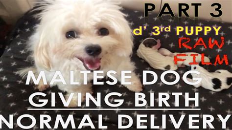 Maltese Dog Giving Birth Part 3 1st Pregnancy And 1st Experience To