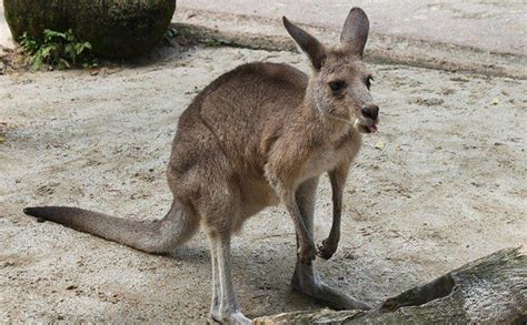 17 Fascinating Facts About Kangaroos | The Fact Site