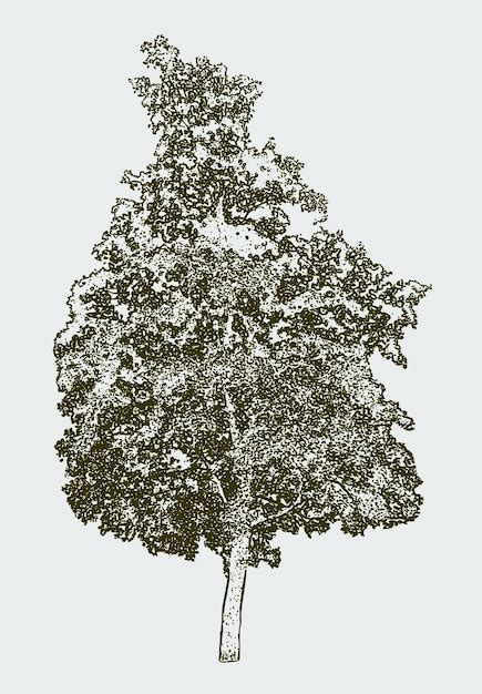 Vector de la imagen del viejo árbol de hoja caduca Vector Premium