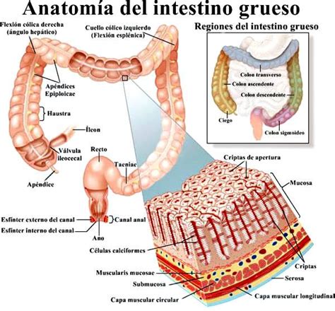 Anatomía del intestino grueso Sistema digestivo