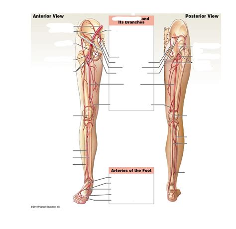 Arteries Of The Hip And Leg Diagram Quizlet