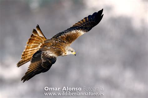 Hide De Guila Real Wild Iberian Nature