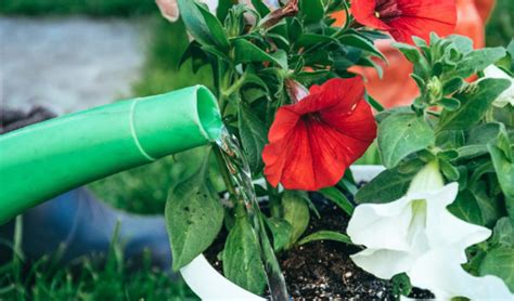 Quand Et Comment Arroser Les Plantes En Pot Jardiland