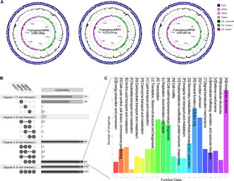 Frontiers Integrated Comparative Genomic Analysis And Phenotypic Profiling Of Pseudomonas