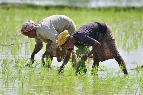 Planting Rice