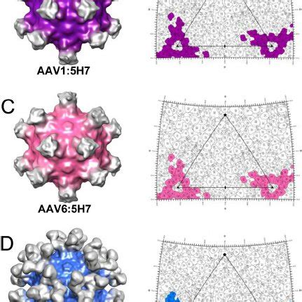 Variable Regions On The Aav Capsid Surface A Ribbon Diagram Left