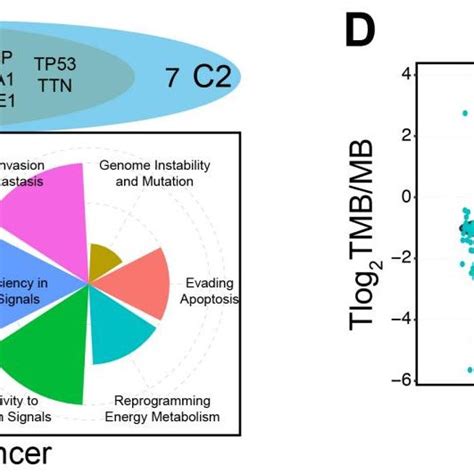 Somatic Mutation Landscapes Of The Two Subtypes A Somatic Mutation