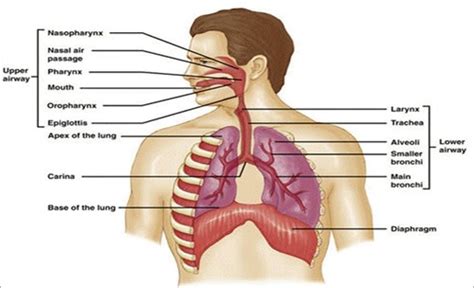 Respiration Flashcards Quizlet