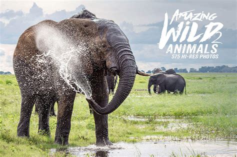 500+ Hi-Res Photos of Wild Animals from Africa - only $9!