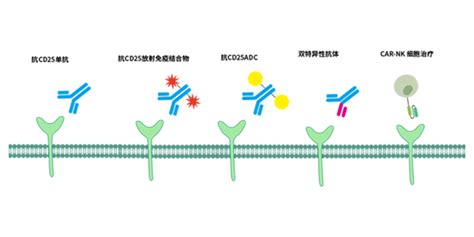 靶点TalkCD25肿瘤免疫疗法新势力 知乎