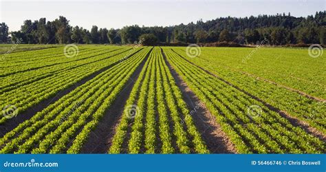 Planted Rows Herb Farm Agricultural Field Plant Crop Stock Photo