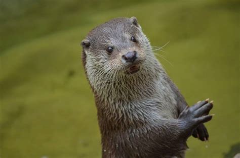 La nutria características hábitat reproducción y alimentación Vida