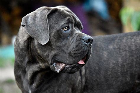 Cane Corso Car Cter Caracter Sticas Y Cuidados Recomendados