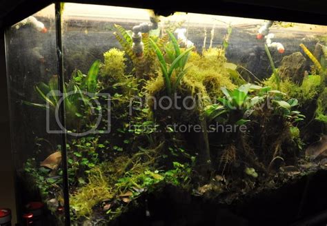 standard 55 gallon aquarium as vivarium | Dendroboard