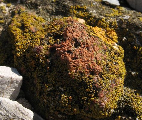 Belonia sp.? , Natura Mediterraneo | Forum Naturalistico