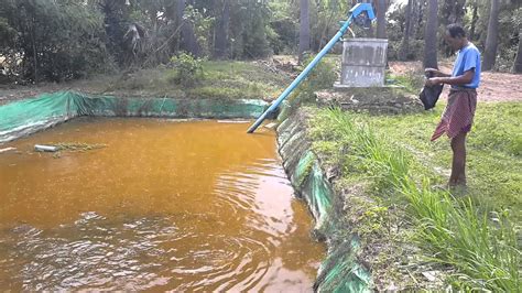 Fish Raising In Tarpaulin Lining Pond Youtube