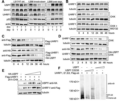 Figure 3 From The USP 7 Dnmt 1 Complex Stimulates The DNA Methylation