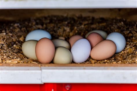 How Eggs Get Their Colors Flockjourney