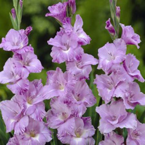 Gladiolus Bulb,Light Purple Gladiolus Flower,Not Gladiolus Seed ...