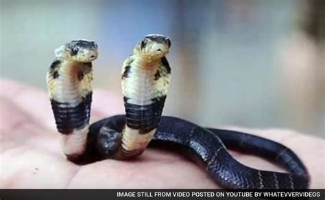 Rare Two-Headed Cobra Finds Home in Chinese Zoo