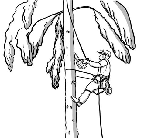 Climbing Tree Felling Illustrations Royalty Free Vector Graphics