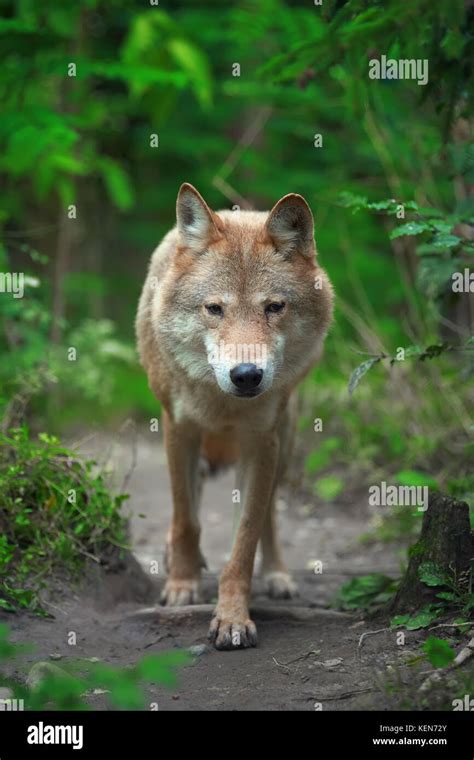 Timber wolf hunting in the forest Stock Photo - Alamy