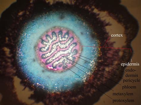 UBC Biology 210 Blog: Lab 6 - Lycophytes (Clubmosses) and Equisetaceae ...